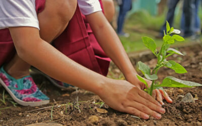 Going Green: Outdoor Education for Sustainable Development (1 week)