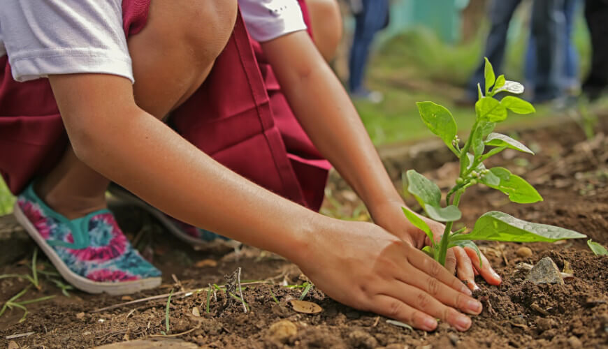 Eco-Schools and Environmental Education for Sustainable Development – small